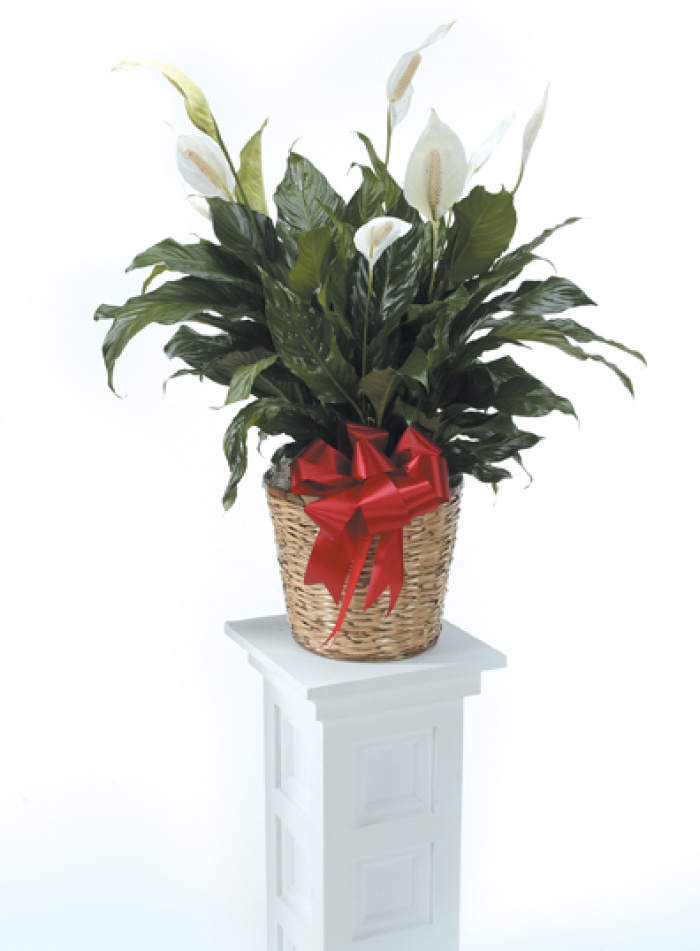 Peace Lily Large 10\" POT