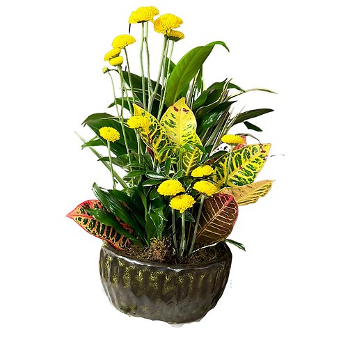 Small Dish Garden with Fresh Cut Yellow Buttons