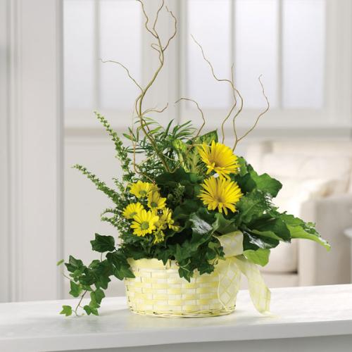 Get Well Garden with flowers