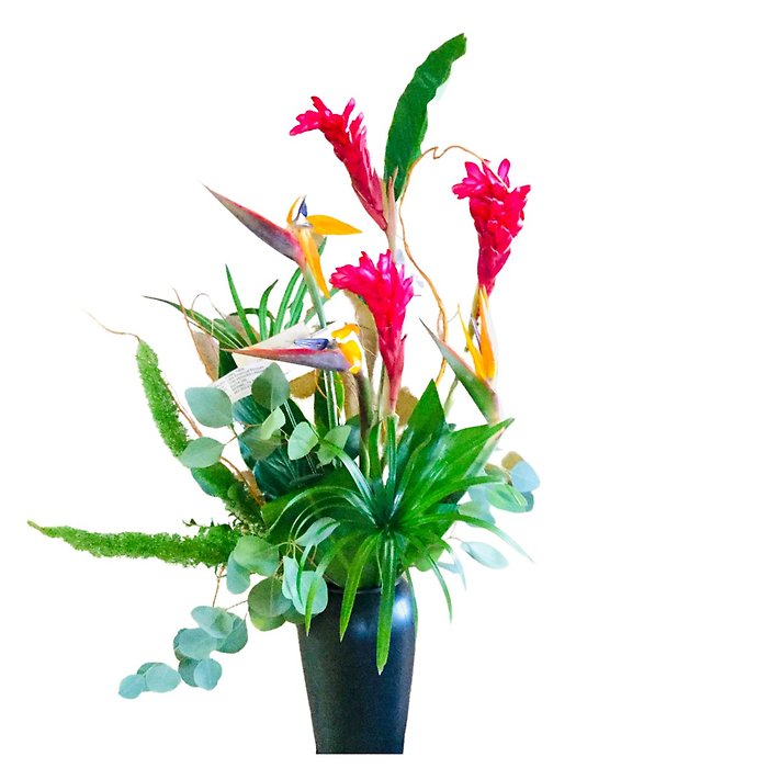 Big Tropics