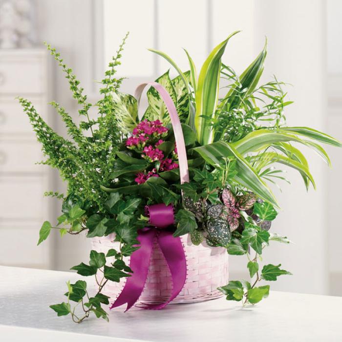 Basket Garden