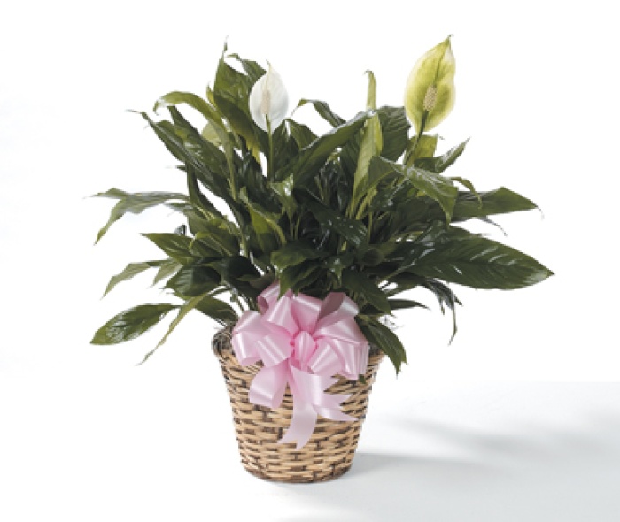 Peace Lily Medium 8\" POT